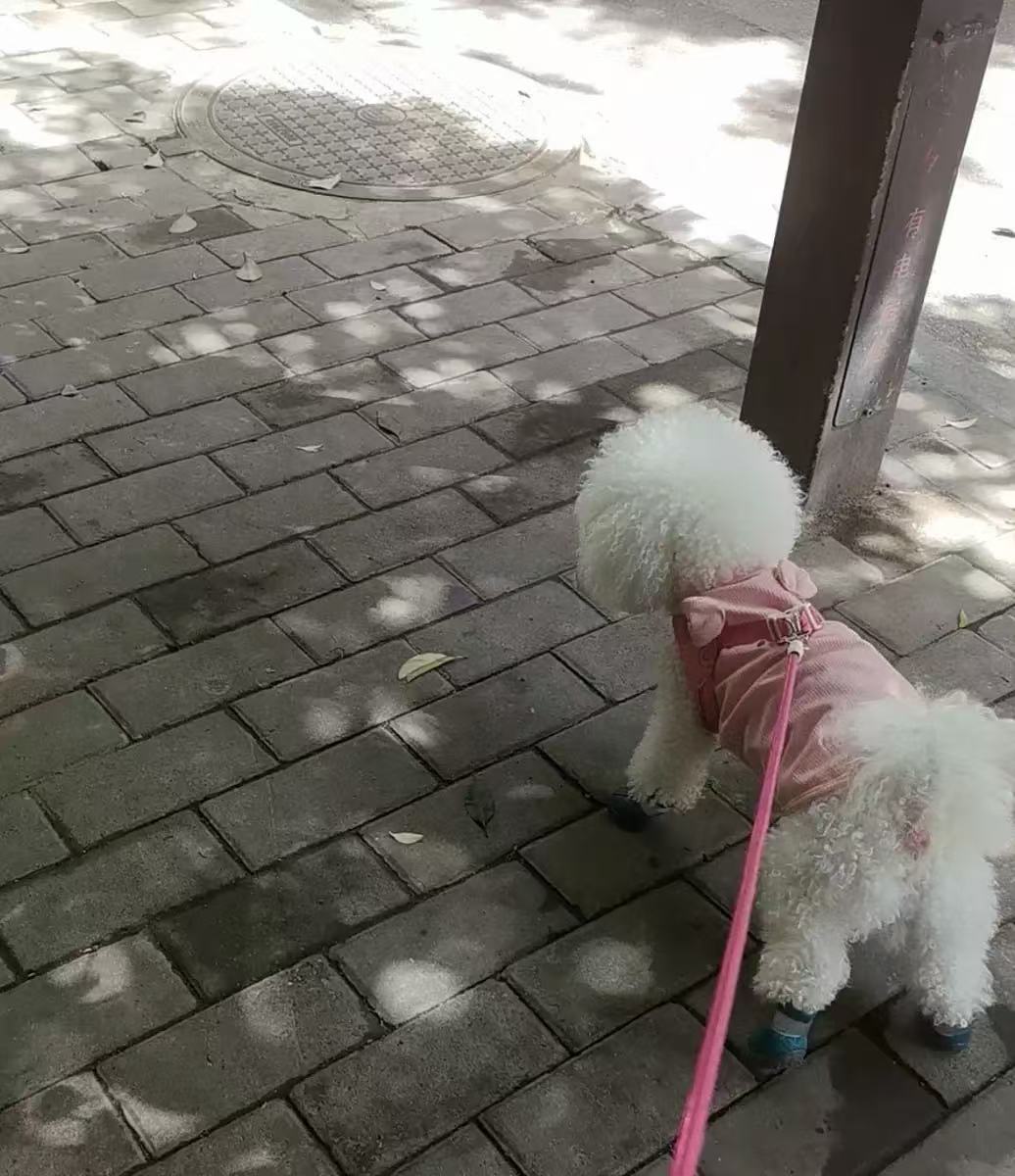 A small dog wearing teal CozyVale boots on a sidewalk walk