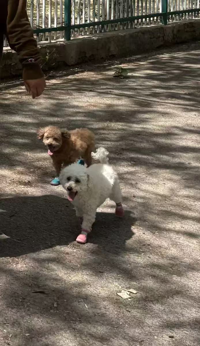 Two small dogs wearing CozyVale boots on a shaded walk