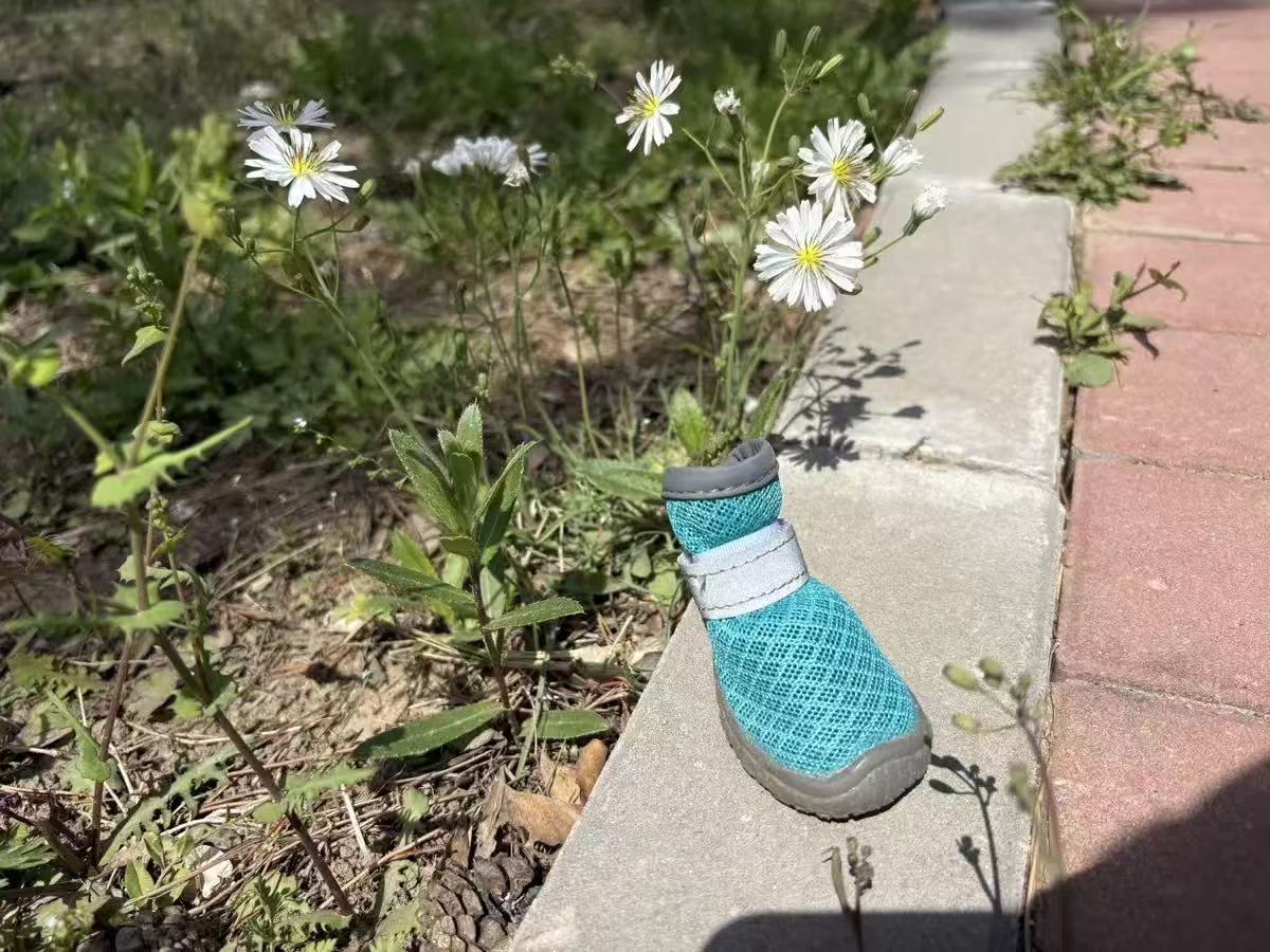 A teal CozyVale dog boot beside a garden path